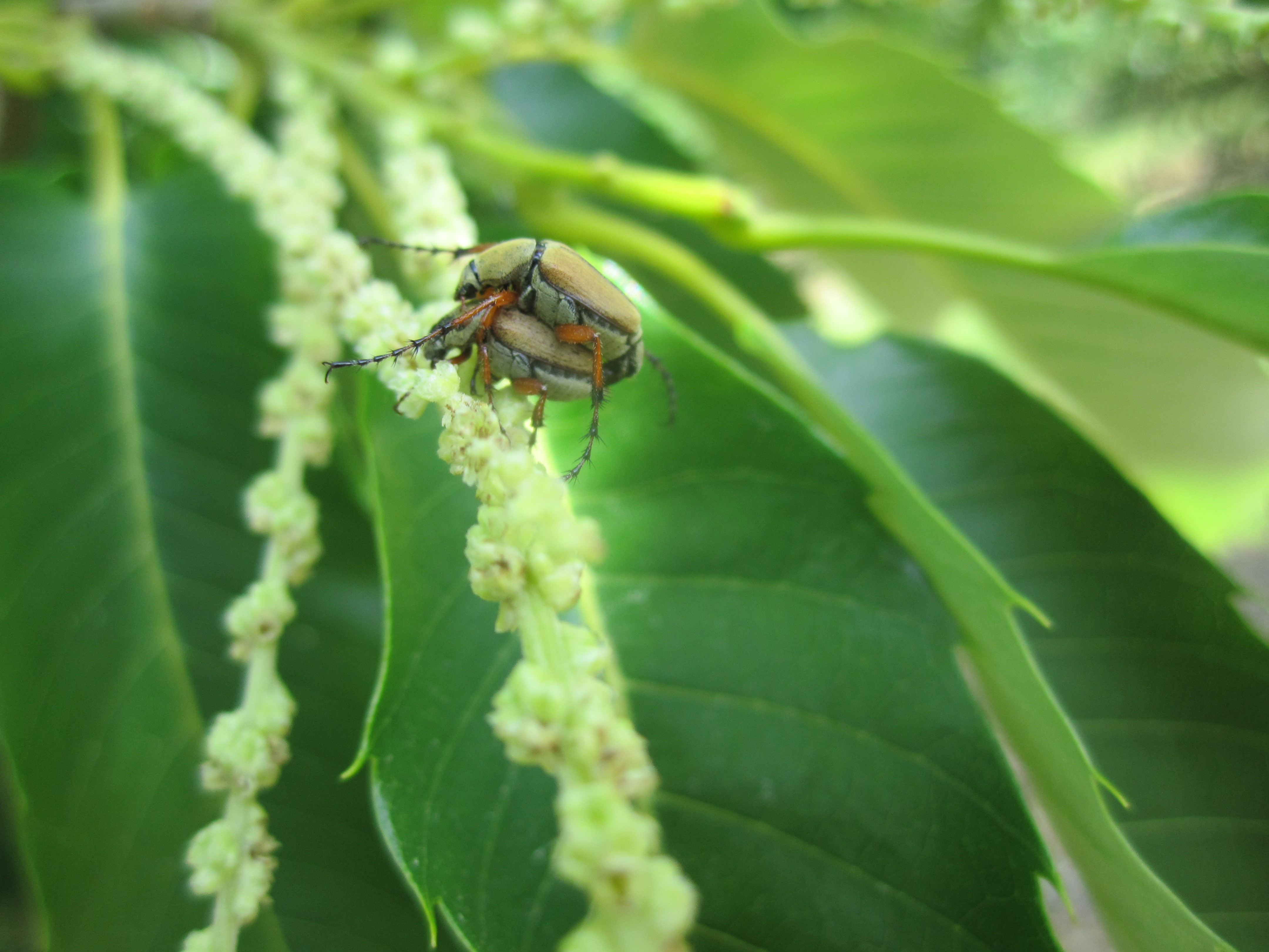 Rose chafers mating on chestnut catkin.